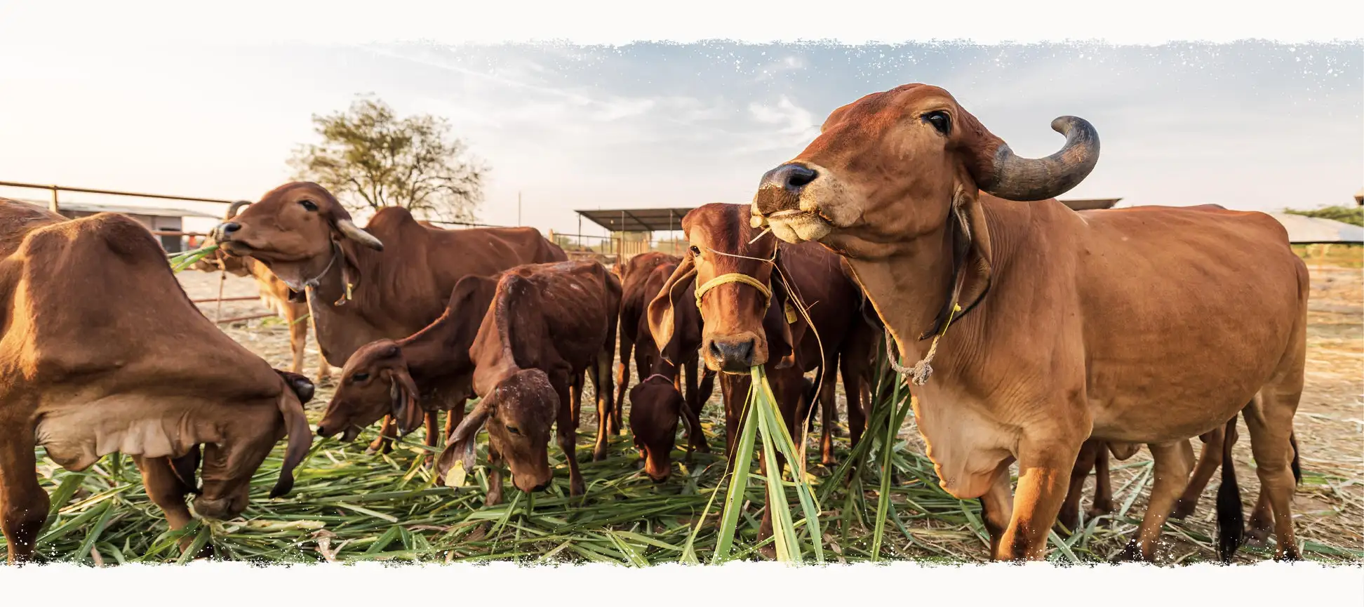 Picsum placeholder image